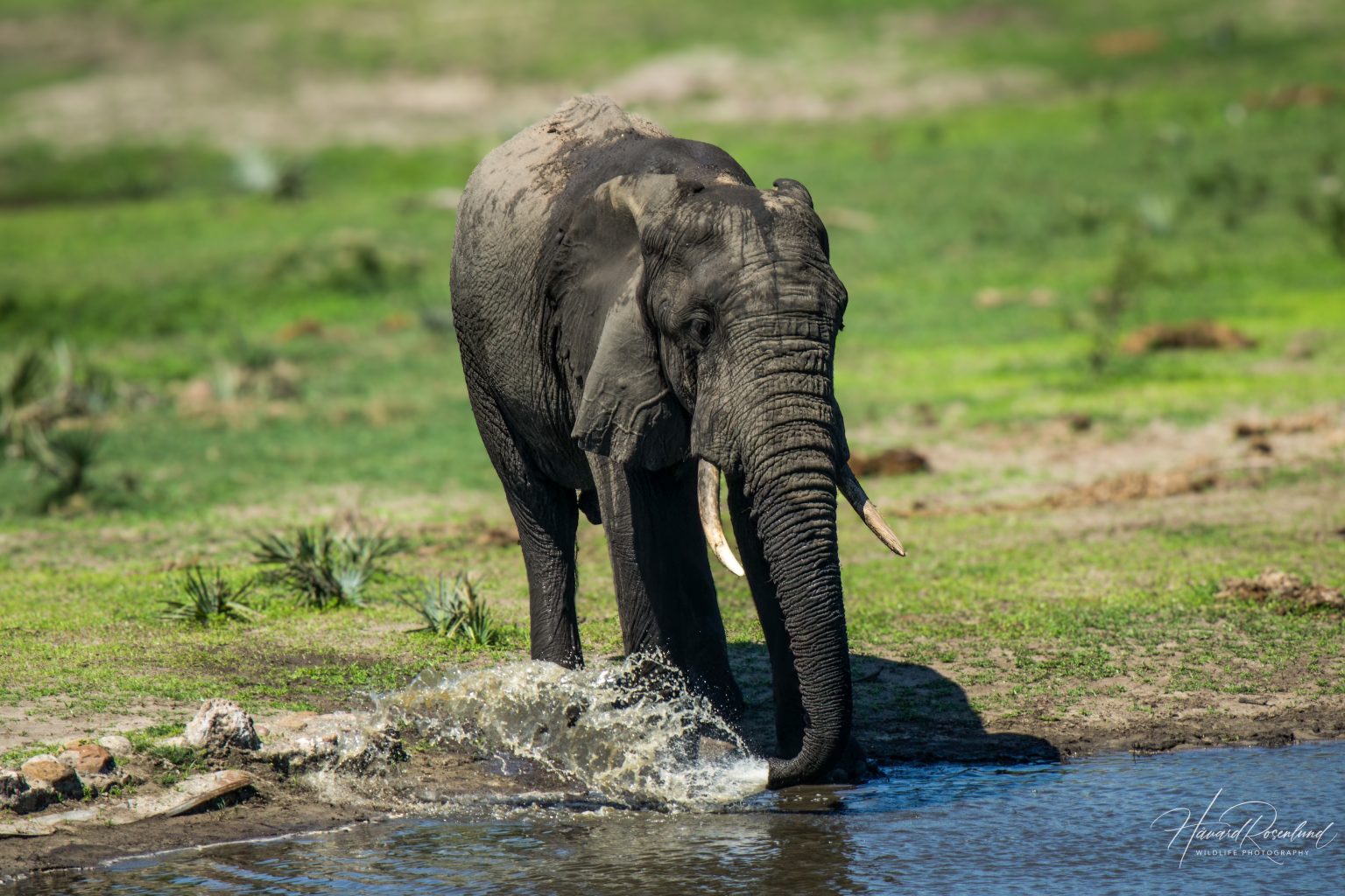 African Bush Elephant (Loxodonta africana) @ Tembe Elephant Park, South Africa. Photo: Håvard Rosenlund
