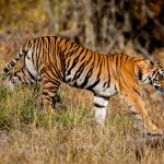 Tiger (Panthera tigris) @ Bandhavgarh National Park, India. Photo: Håvard Rosenlund