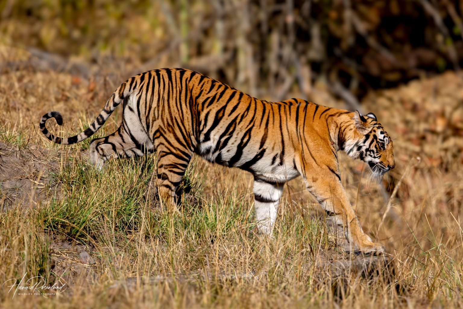 Tiger (Panthera tigris) @ Bandhavgarh National Park, India. Photo: Håvard Rosenlund