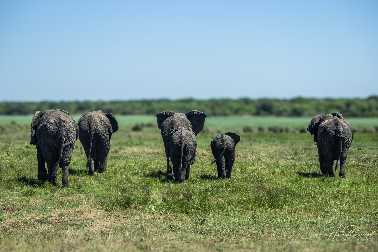 African Bush Elephant (Loxodonta africana) @ Tembe Elephant Park, South Africa. Photo: Håvard Rosenlund