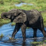 African Bush Elephant (Loxodonta africana) @ Tembe Elephant Park, South Africa. Photo: Håvard Rosenlund
