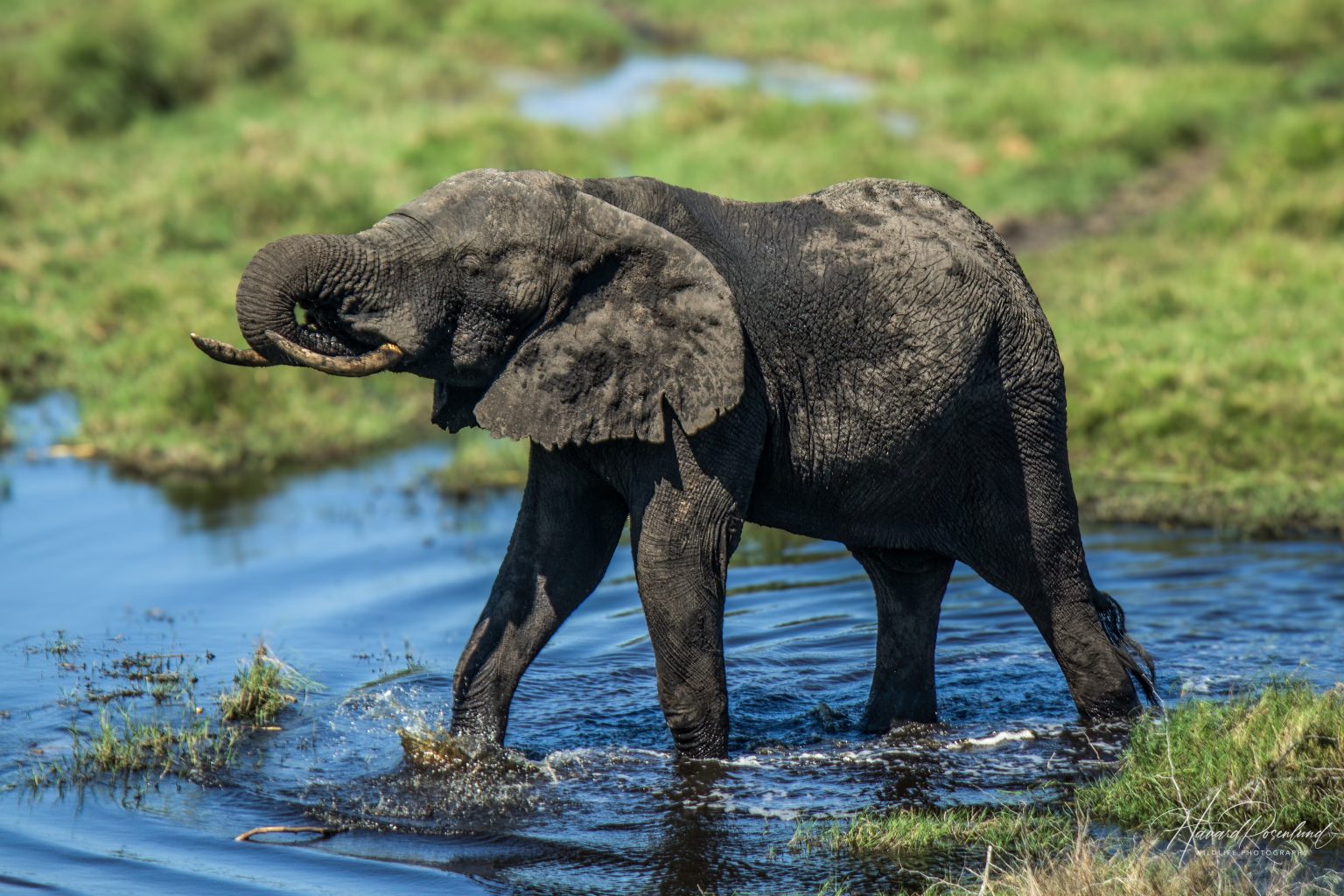 African Bush Elephant (Loxodonta africana) @ Tembe Elephant Park, South Africa. Photo: Håvard Rosenlund