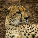 Cheetah (Acinonyx jubatus) @ Thanda Private Game Reserve, South Africa. Photo: Håvard Rosenlund