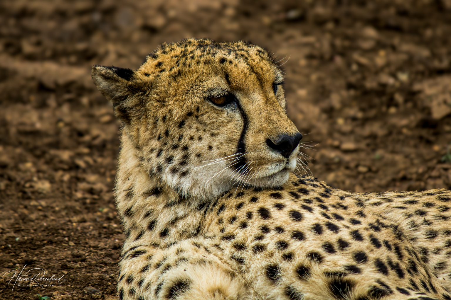 Cheetah (Acinonyx jubatus) @ Thanda Private Game Reserve, South Africa. Photo: Håvard Rosenlund