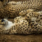 Cheetah (Acinonyx jubatus) @ Thanda Private Game Reserve, South Africa. Photo: Håvard Rosenlund