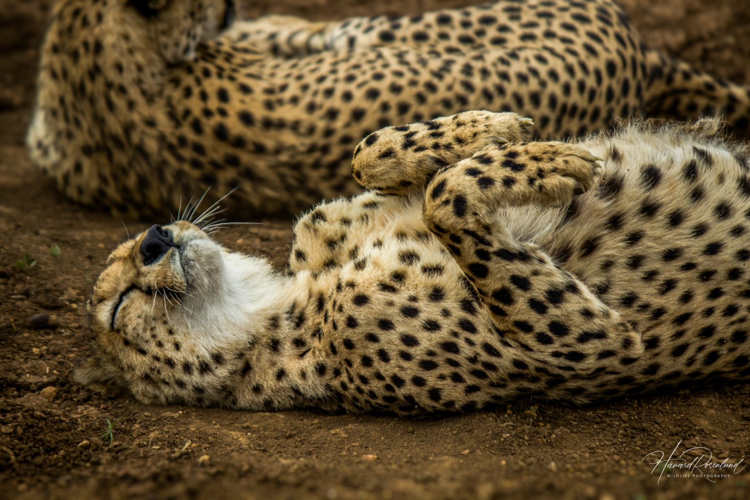 Cheetah (Acinonyx jubatus) @ Thanda Private Game Reserve, South Africa. Photo: Håvard Rosenlund