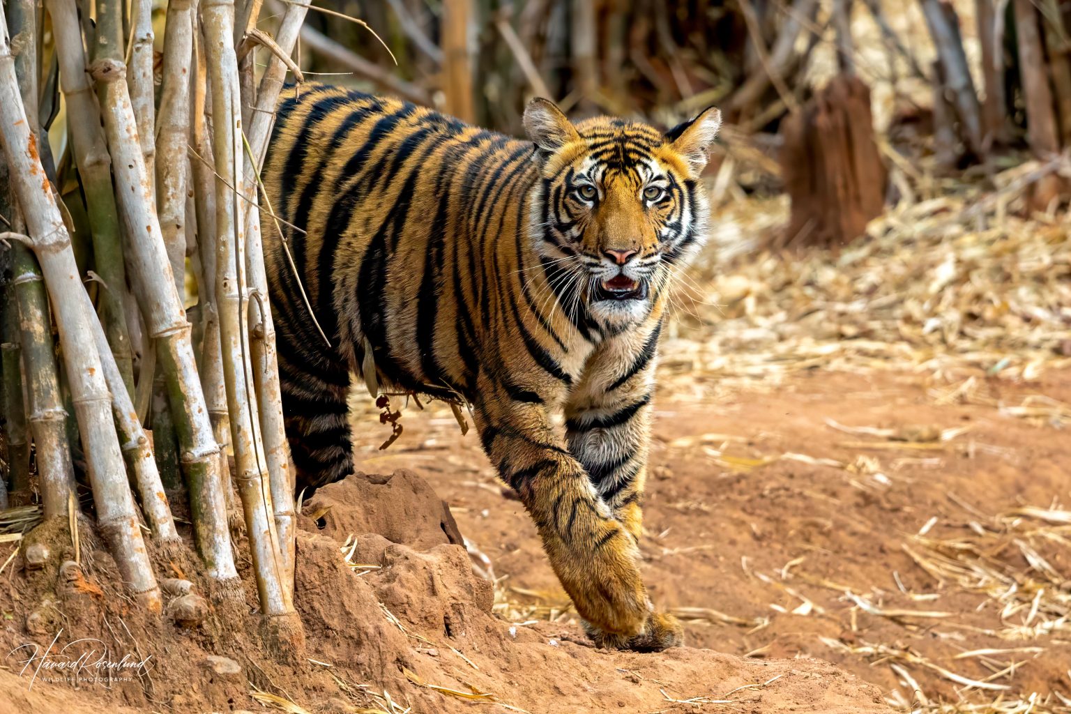 Tigerunge (Panthera tigris) @ Bandhavgarh National Park, India. Foto: Håvard Rosenlund