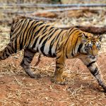 Tiger cub (Panthera tigris) @ Bandhavgarh National Park, India. Photo: Håvard Rosenlund