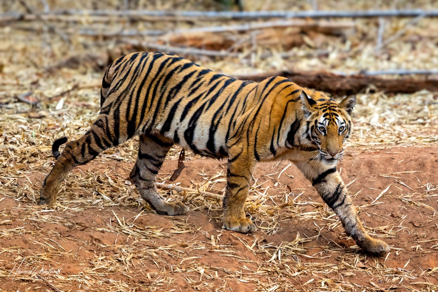 Tiger cub (Panthera tigris) @ Bandhavgarh National Park, India. Photo: Håvard Rosenlund