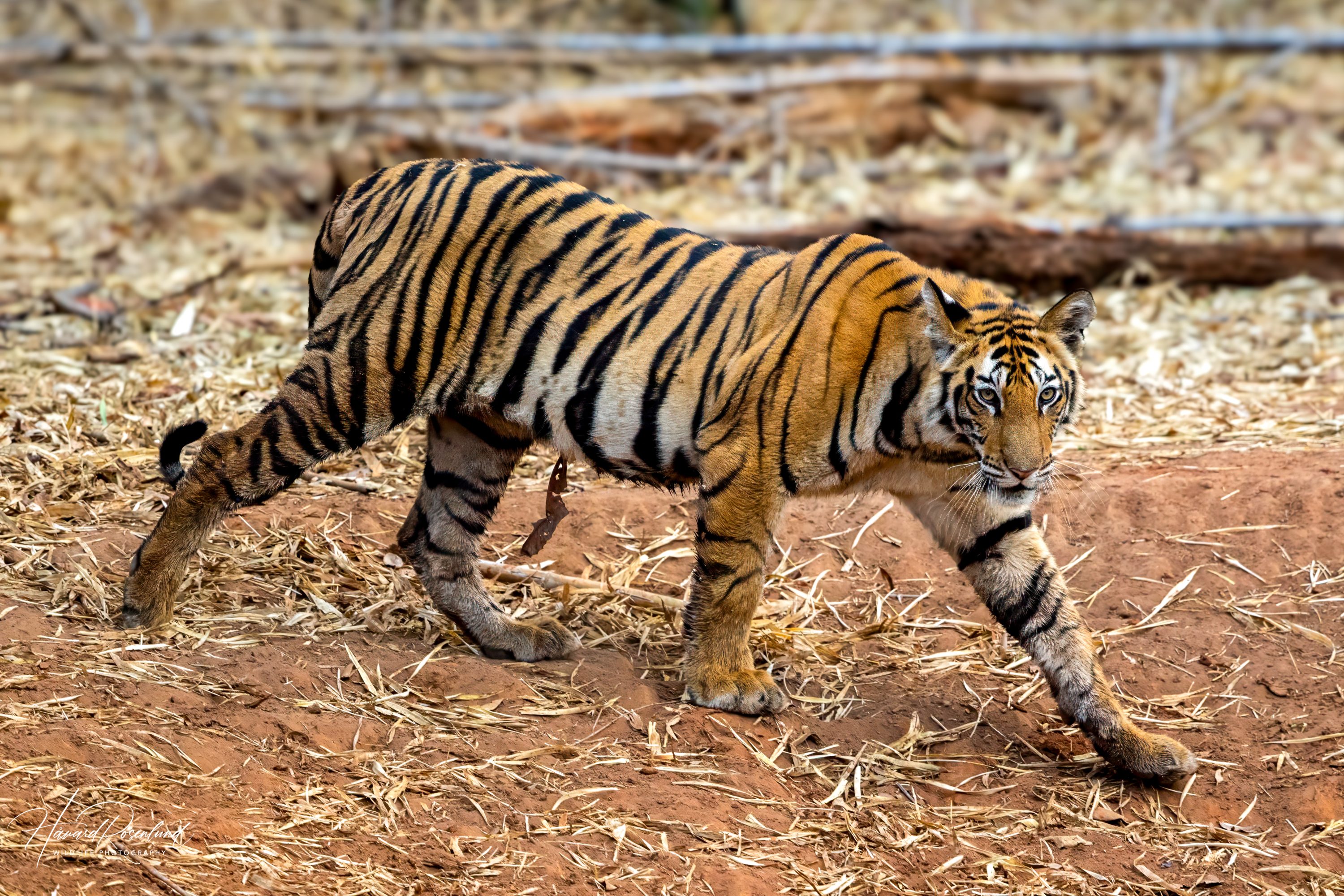 Tiger cub (Panthera tigris) @ Bandhavgarh National Park, India. Photo: Håvard Rosenlund