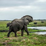 African Bush Elephant (Loxodonta africana) @ Tembe Elephant Park, South Africa. Photo: Håvard Rosenlund