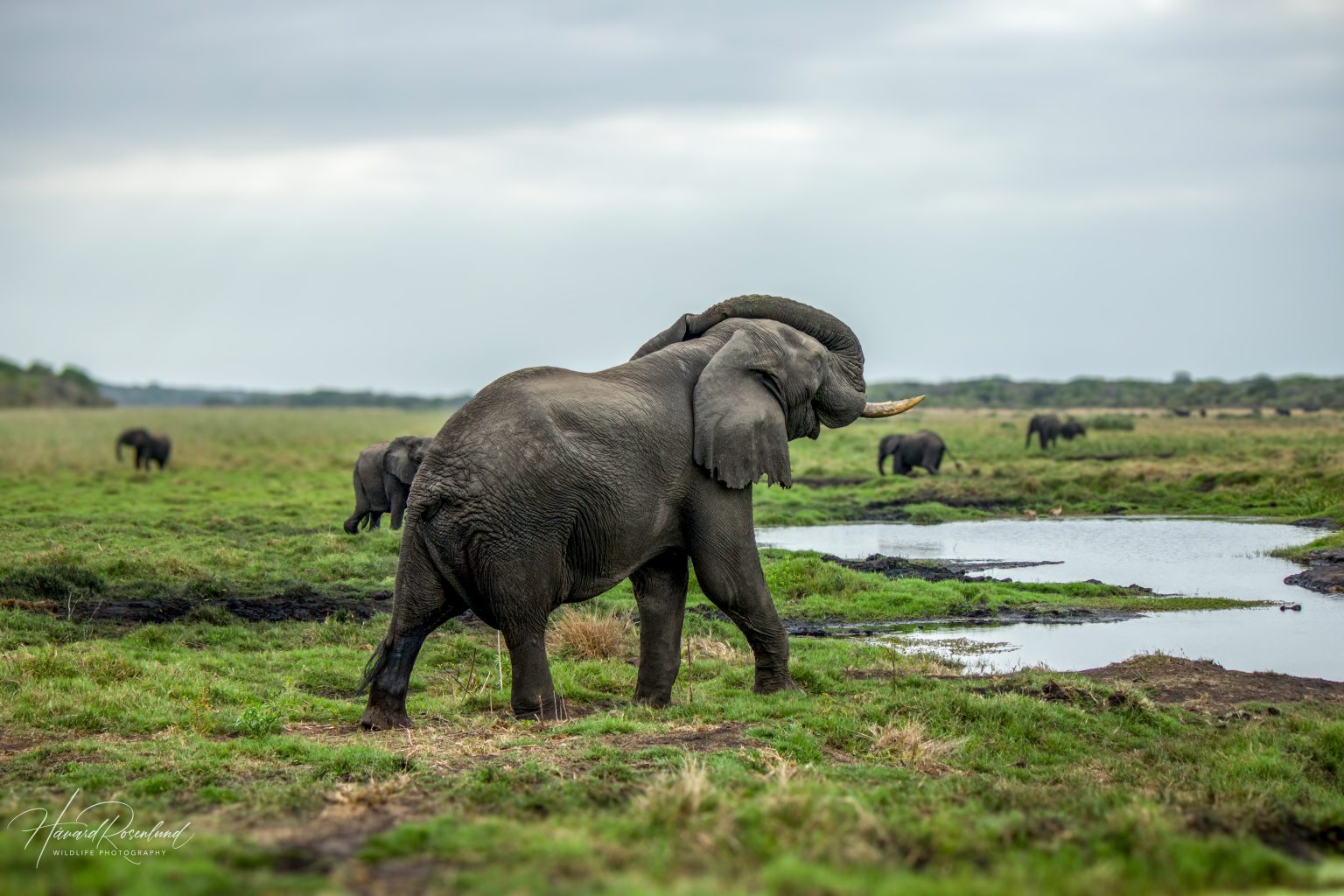 African Bush Elephant (Loxodonta africana) @ Tembe Elephant Park, South Africa. Photo: Håvard Rosenlund