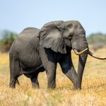 African Bush Elephant (Loxodonta africana) @ Tembe Elephant Park, South Africa. Photo: Håvard Rosenlund