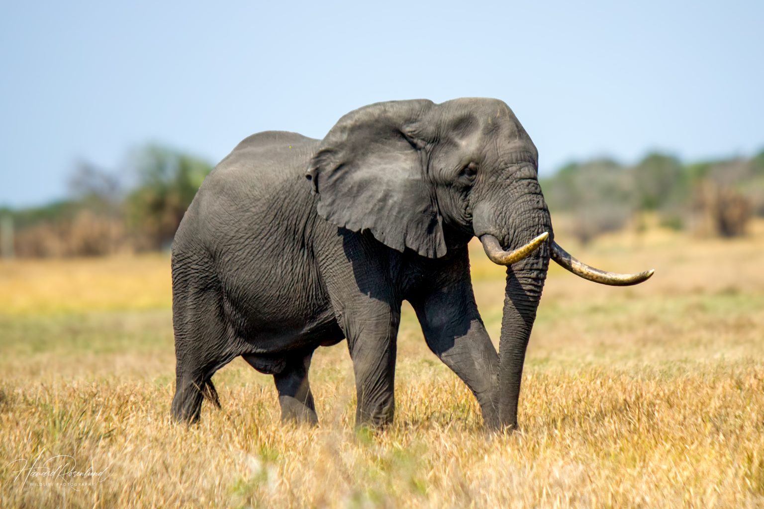African Bush Elephant (Loxodonta africana) @ Tembe Elephant Park, South Africa. Photo: Håvard Rosenlund