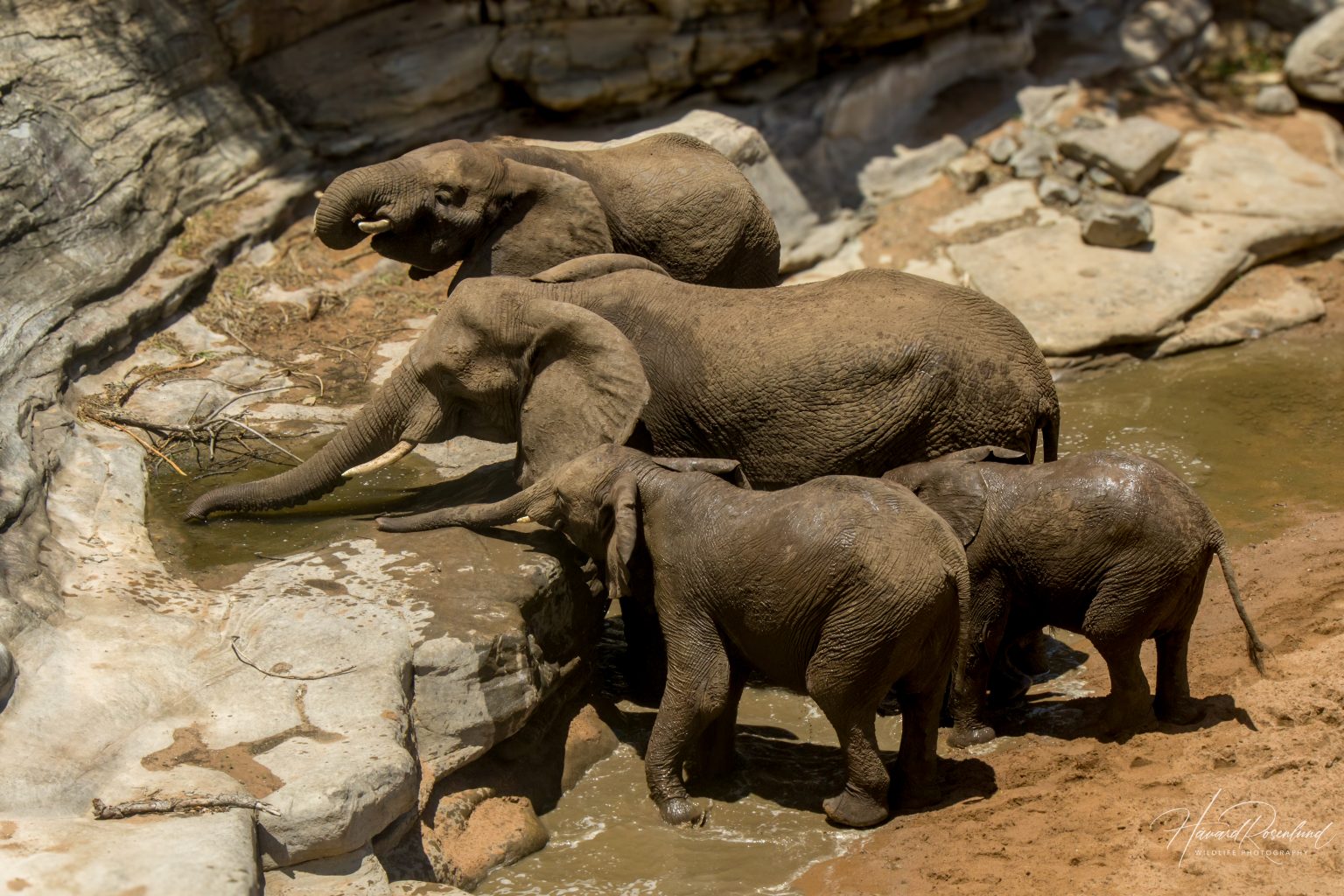 African Bush Elephant (Loxodonta africana) @ Hluhluwe-iMfolozi Park, South Africa. Photo: Håvard Rosenlund