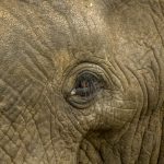 African Bush Elephant (Loxodonta africana) @ Hluhluwe-iMfolozi Park, South Africa. Photo: Håvard Rosenlund