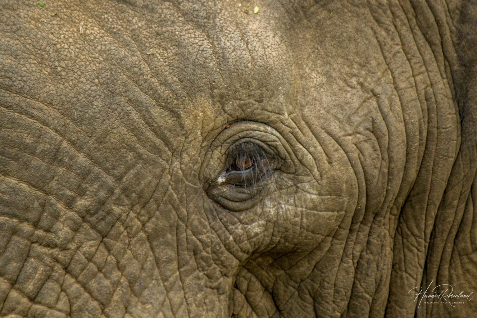 African Bush Elephant (Loxodonta africana) @ Hluhluwe-iMfolozi Park, South Africa. Photo: Håvard Rosenlund