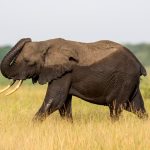 African Bush Elephant (Loxodonta africana) @ Tembe Elephant Park, South Africa. Photo: Håvard Rosenlund