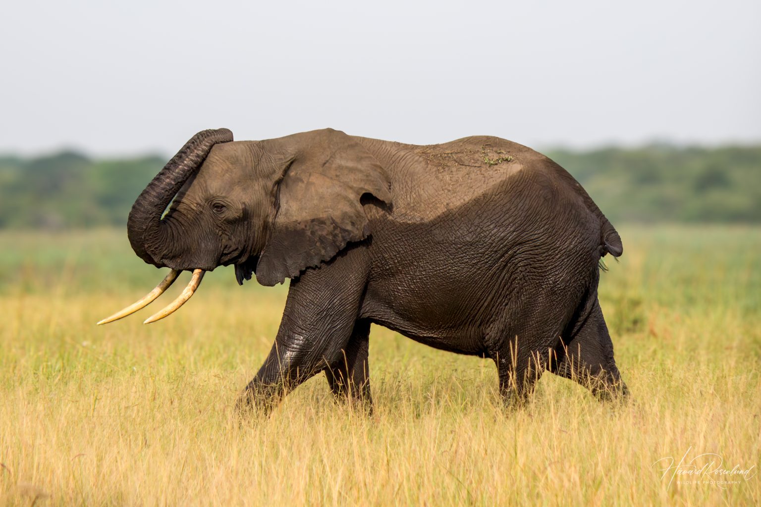 African Bush Elephant (Loxodonta africana) @ Tembe Elephant Park, South Africa. Photo: Håvard Rosenlund