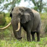 African Bush Elephant (Loxodonta africana) @ Tembe Elephant Park, South Africa. Photo: Håvard Rosenlund