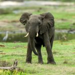 African Bush Elephant (Loxodonta africana) @ Tembe Elephant Park, South Africa. Photo: Håvard Rosenlund