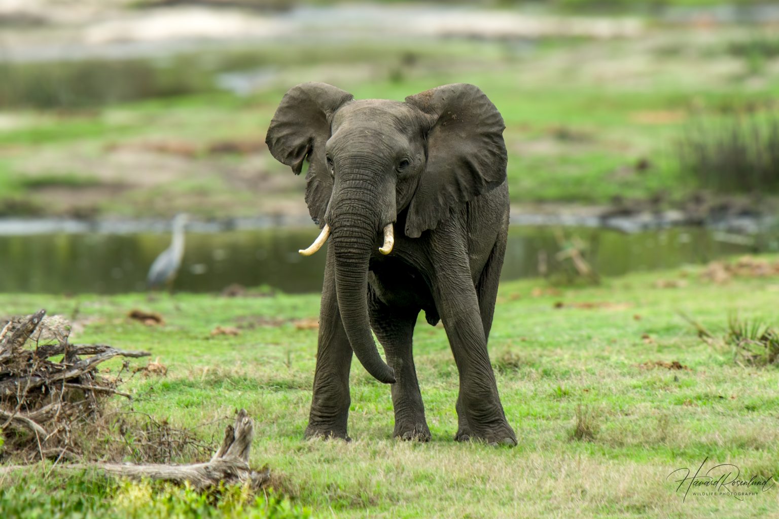African Bush Elephant (Loxodonta africana) @ Tembe Elephant Park, South Africa. Photo: Håvard Rosenlund