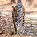 Tiger (Panthera tigris) @ Bandhavgarh National Park, India. Photo: Håvard Rosenlund