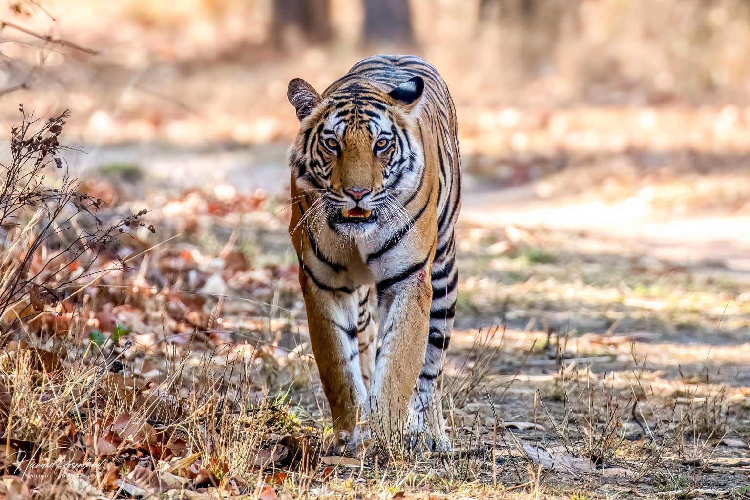 Tiger (Panthera tigris) @ Bandhavgarh National Park, India. Photo: Håvard Rosenlund