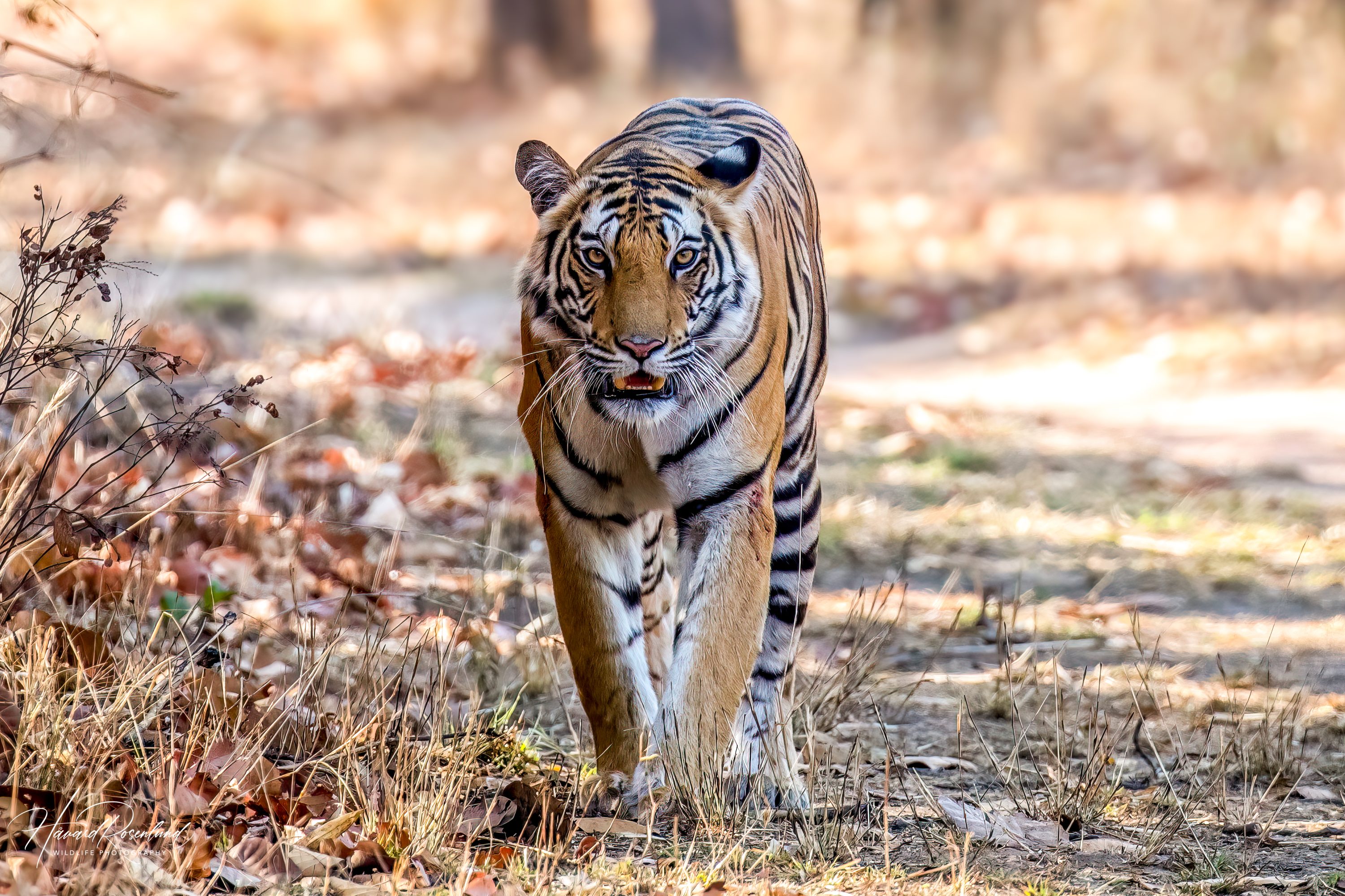Tiger (Panthera tigris) @ Bandhavgarh National Park, India. Photo: Håvard Rosenlund