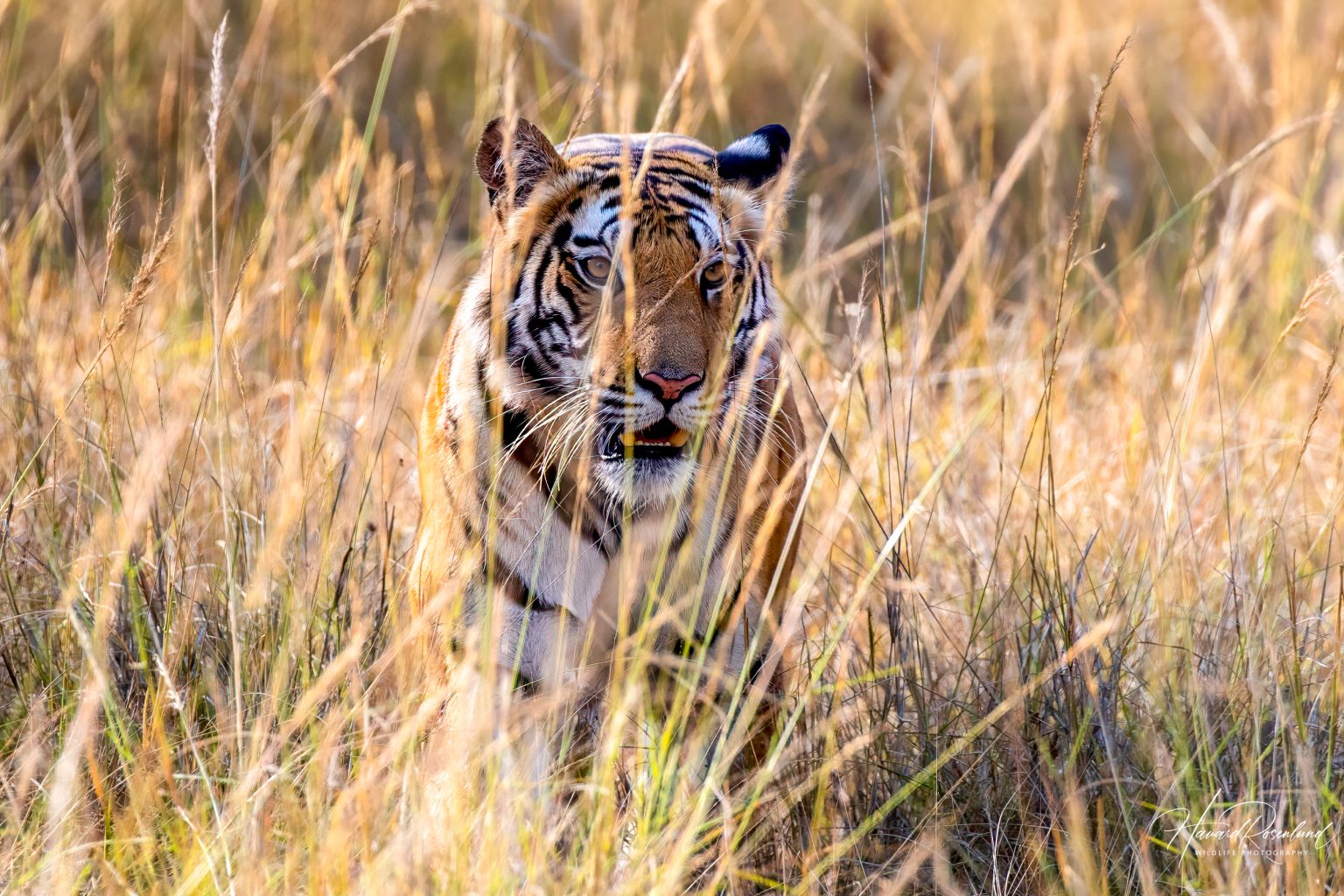 Tiger (Panthera tigris) @ Bandhavgarh National Park, India. Foto: Håvard Rosenlund