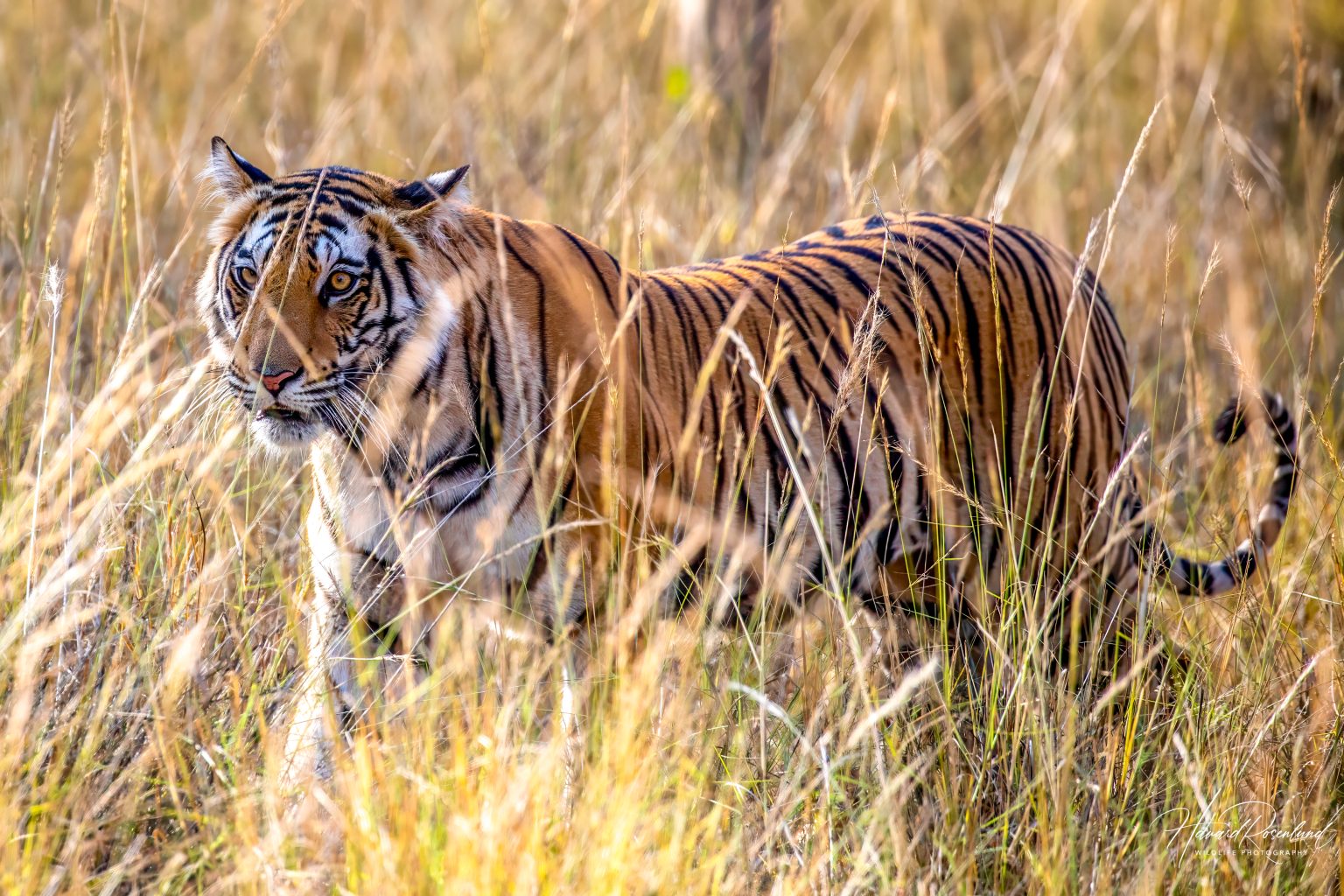 Tiger (Panthera tigris) @ Bandhavgarh National Park, India. Foto: Håvard Rosenlund