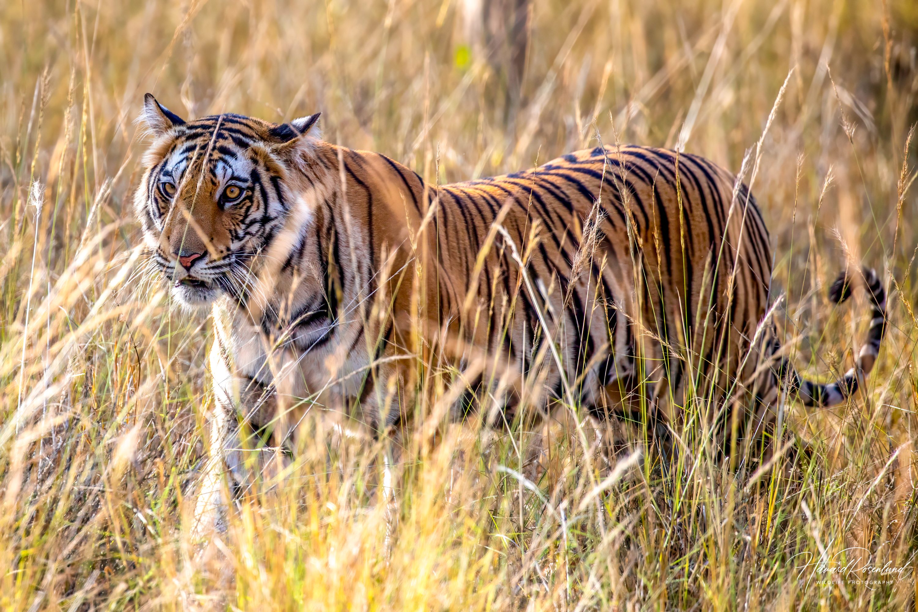 Tiger (Panthera tigris) @ Bandhavgarh National Park, India. Photo: Håvard Rosenlund