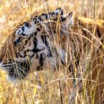Tiger (Panthera tigris) @ Bandhavgarh National Park, India. Foto: Håvard Rosenlund