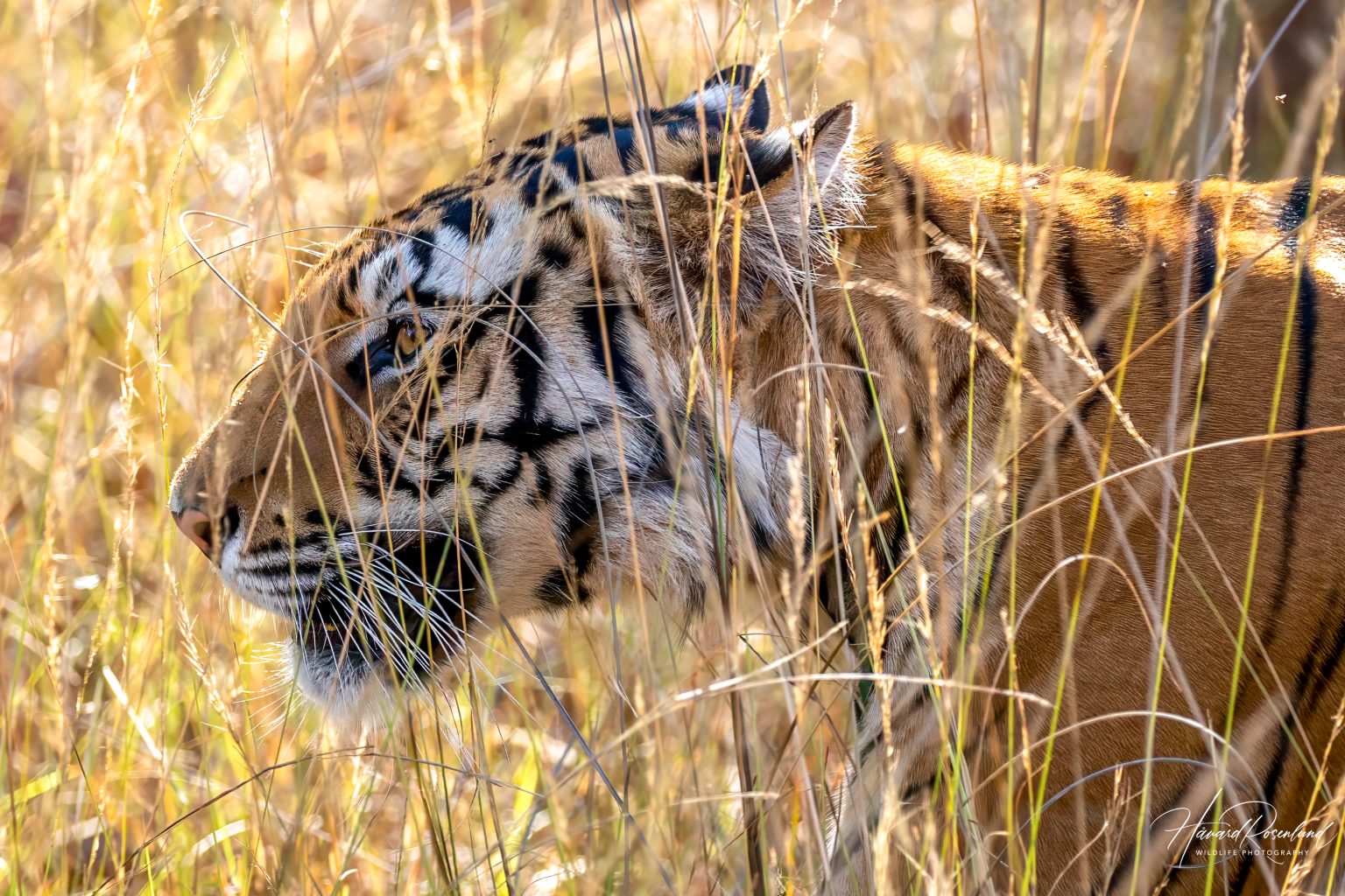 Tiger (Panthera tigris) @ Bandhavgarh National Park, India. Foto: Håvard Rosenlund
