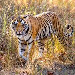 Tiger (Panthera tigris) @ Bandhavgarh National Park, India. Foto: Håvard Rosenlund