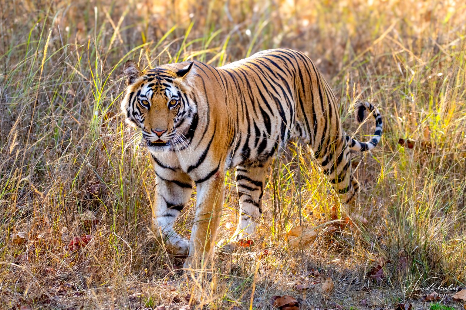 Tiger (Panthera tigris) @ Bandhavgarh National Park, India. Foto: Håvard Rosenlund