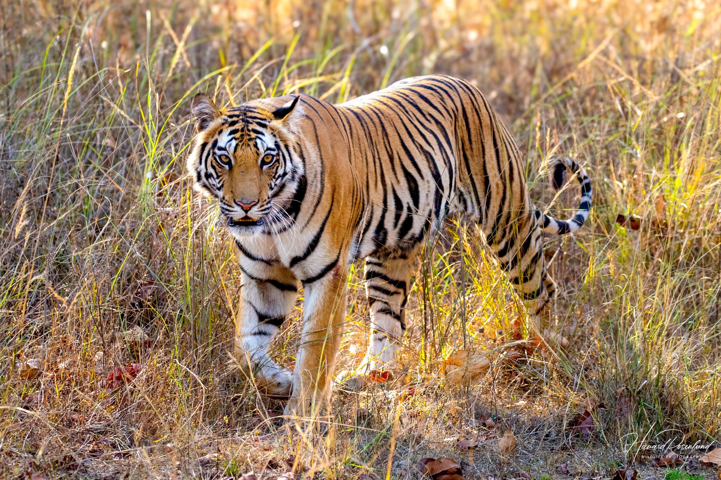 Tiger (Panthera tigris) @ Bandhavgarh National Park, India. Photo: Håvard Rosenlund