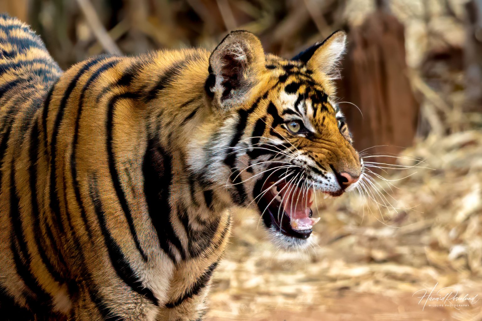Tiger cub (Panthera tigris) @ Bandhavgarh National Park, India. Photo: Håvard Rosenlund