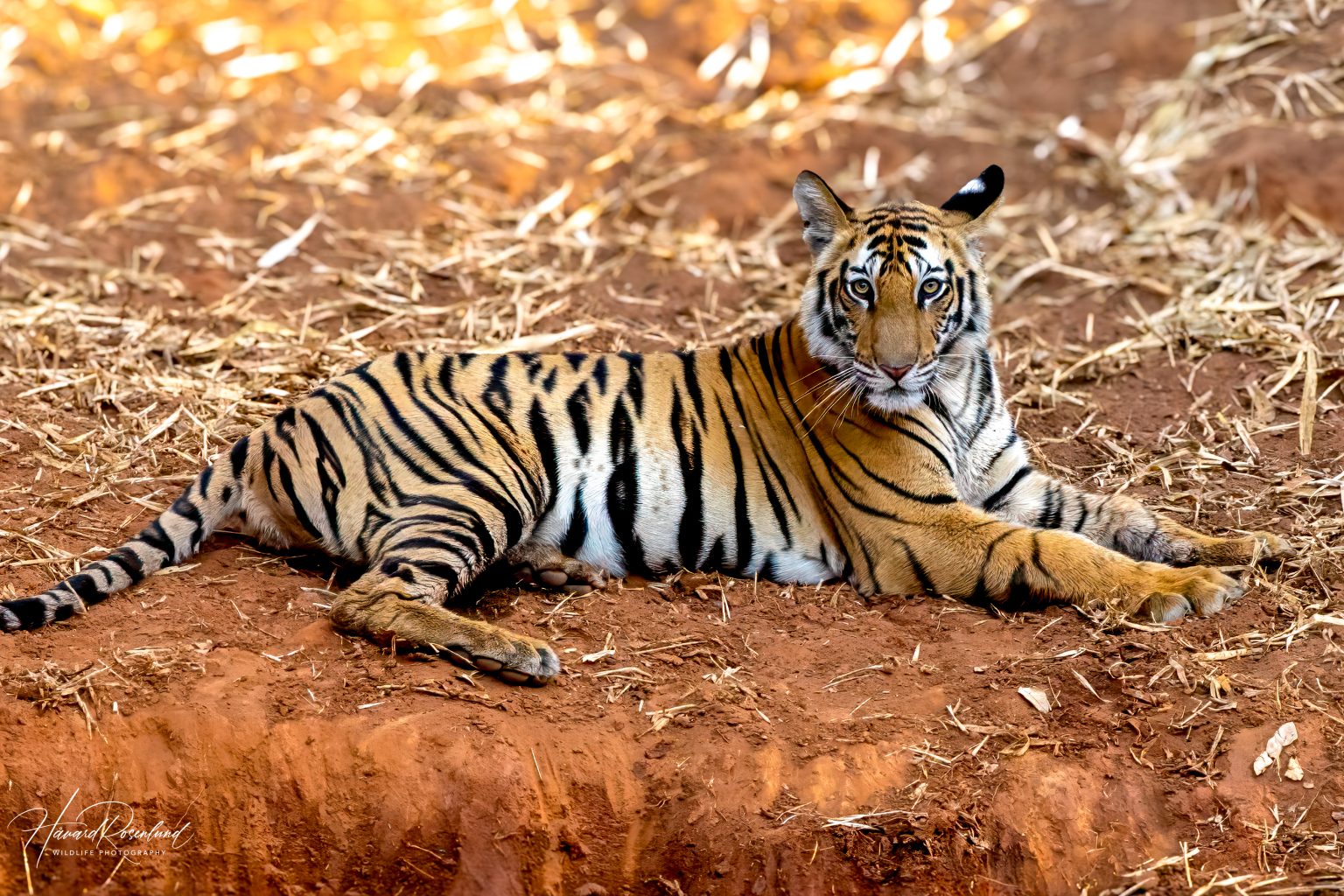 Tigerunge (Panthera tigris) @ Bandhavgarh National Park, India. Foto: Håvard Rosenlund