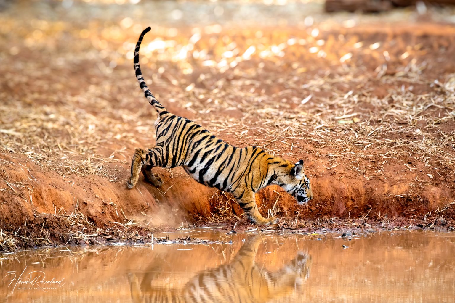 Tigerunge (Panthera tigris) @ Bandhavgarh National Park, India. Foto: Håvard Rosenlund