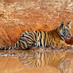 Tigerunge (Panthera tigris) @ Bandhavgarh National Park, India. Foto: Håvard Rosenlund