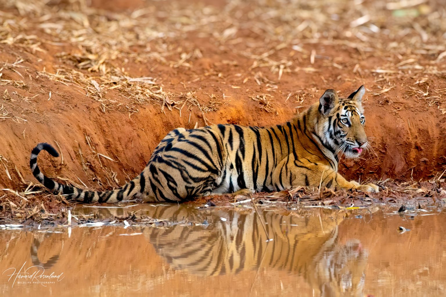Tigerunge (Panthera tigris) @ Bandhavgarh National Park, India. Foto: Håvard Rosenlund