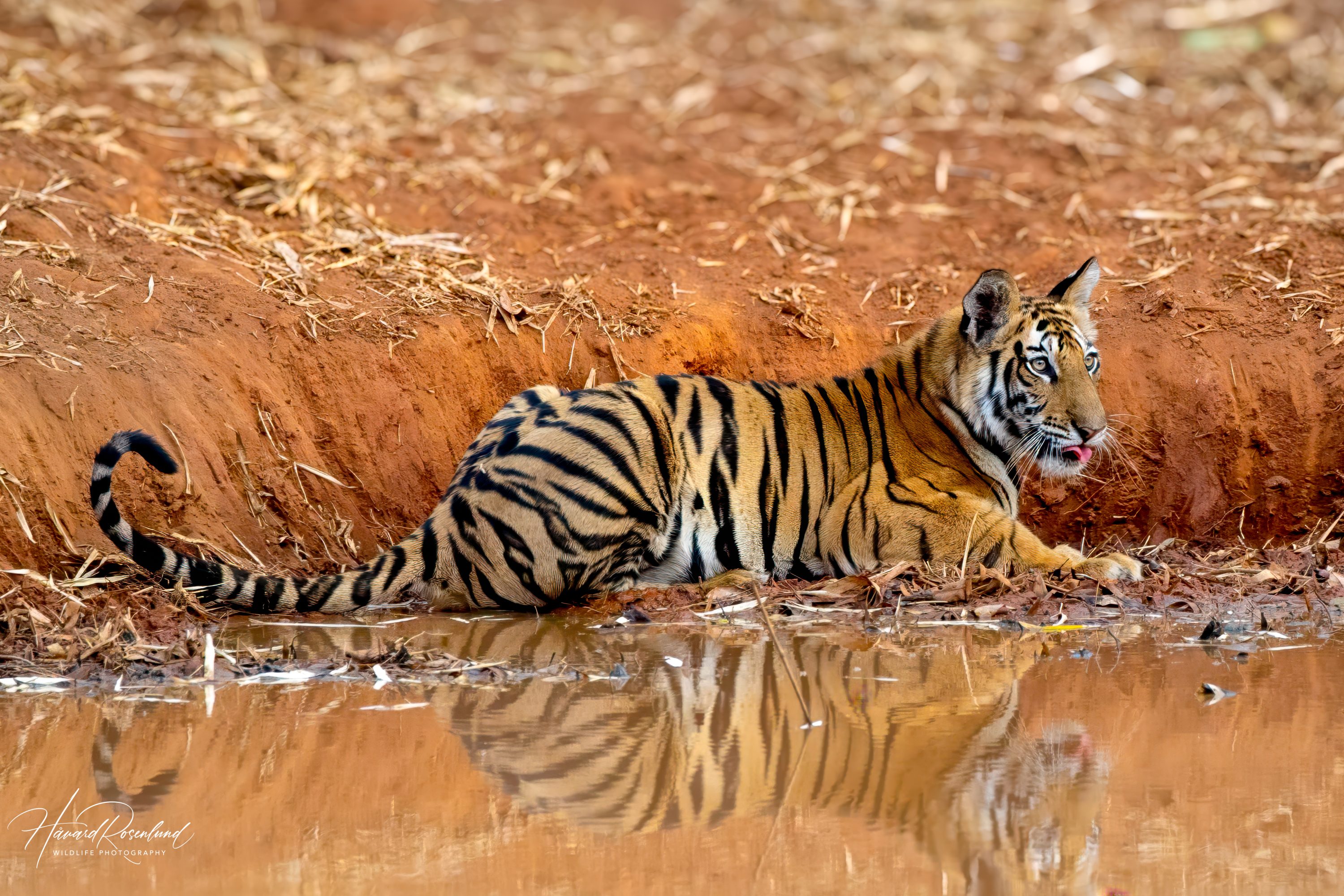 Tiger cub (Panthera tigris) @ Bandhavgarh National Park, India. Photo: Håvard Rosenlund