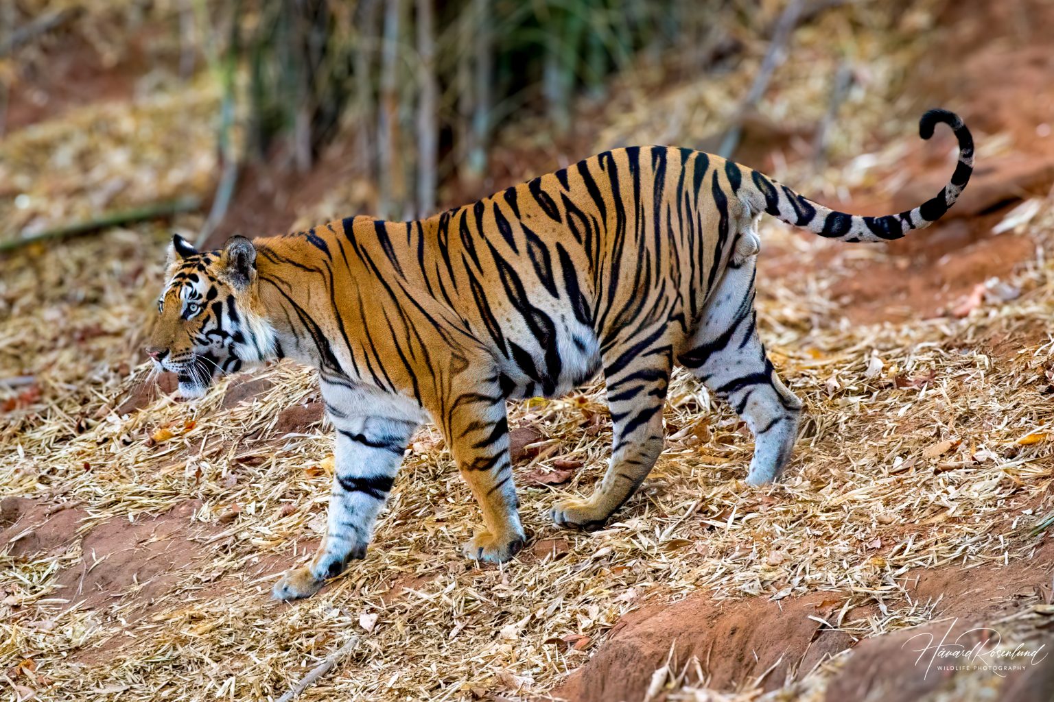 Tiger (Panthera tigris) @ Bandhavgarh National Park, India. Photo: Håvard Rosenlund