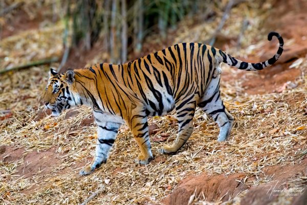 Tiger (Panthera tigris) @ Bandhavgarh National Park, India. Foto: Håvard Rosenlund
