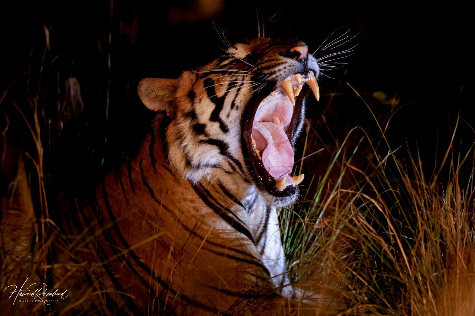 Tiger (Panthera tigris) @ Satpura National Park, India. Photo: Håvard Rosenlund
