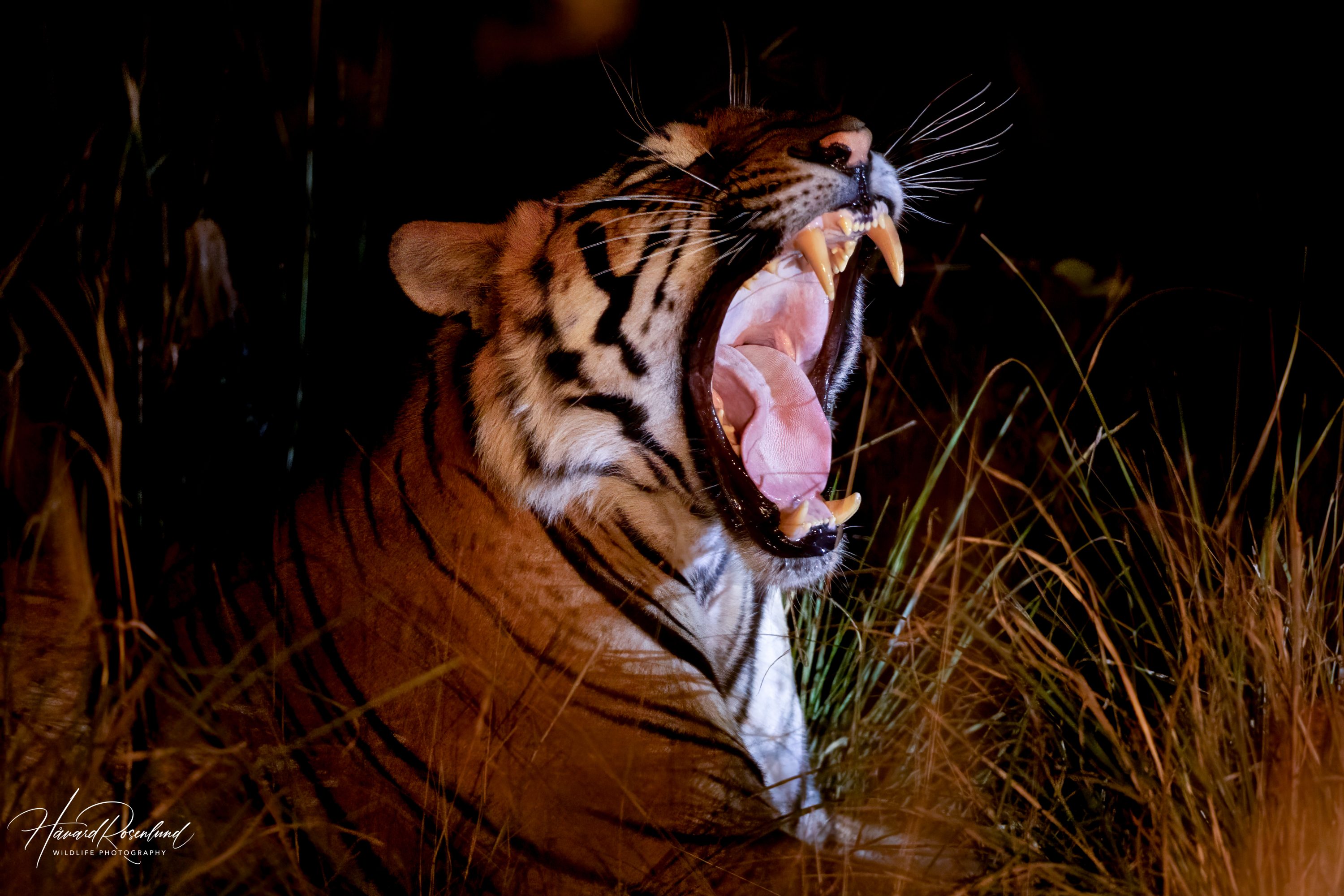 Tiger (Panthera tigris) @ Satpura National Park, India. Photo: Håvard Rosenlund