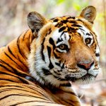 Tiger (Panthera tigris) @ Kanha National Park, India. Photo: Håvard Rosenlund