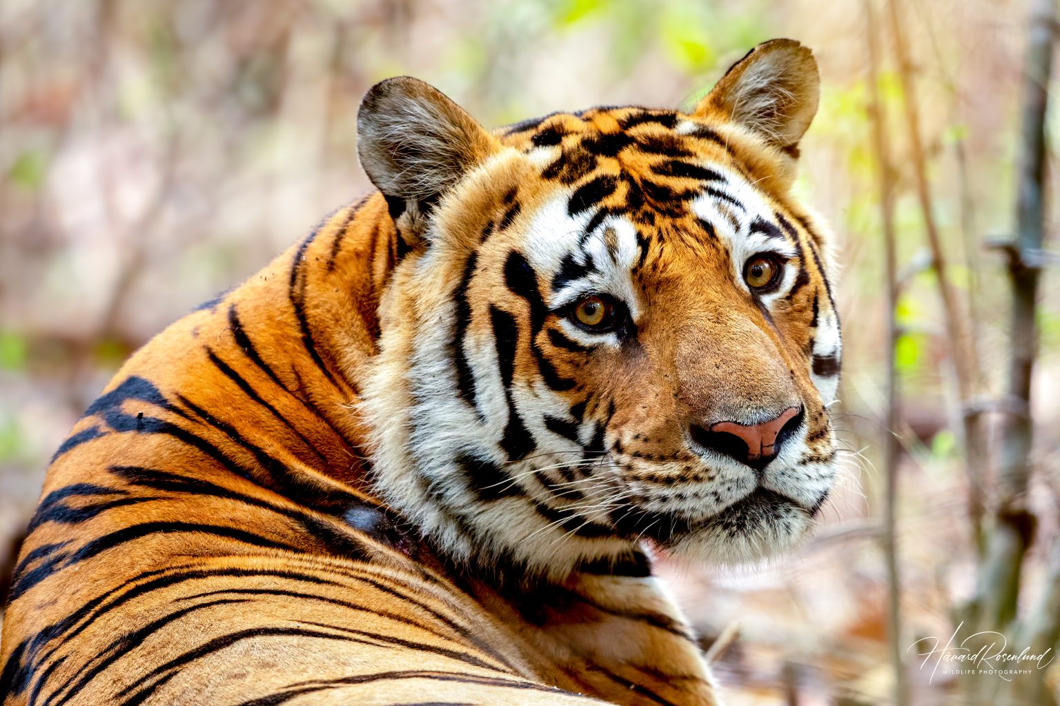 Tiger (Panthera tigris) @ Kanha National Park, India. Photo: Håvard Rosenlund