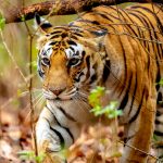 Tiger (Panthera tigris) @ Kanha National Park, India. Photo: Håvard Rosenlund
